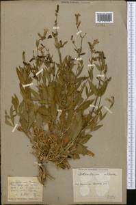 Silene latifolia subsp. alba (Miller) Greuter & Burdet, Middle Asia, Caspian Ustyurt & Northern Aralia (M8) (Kazakhstan)