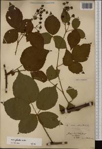 Rubus plicatus Weihe & Nees, Western Europe (EUR)