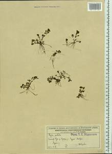 Lythrum portula (L.) D. A. Webb, Eastern Europe, Volga-Kama region (E7) (Russia)