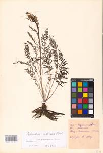 MHA 0 162 302, Pedicularis sibirica Vved., Eastern Europe, Eastern region (E10) (Russia)