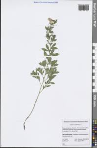 Lathyrus tuberosus L., Siberia, Western Siberia (S1) (Russia)