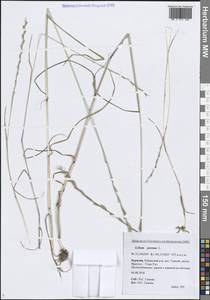 Lolium perenne L., Siberia, Baikal & Transbaikal region (S4) (Russia)
