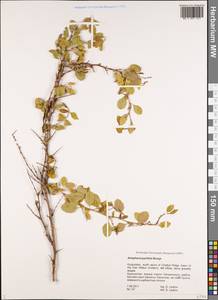 Atraphaxis pyrifolia Bunge, Middle Asia, Western Tian Shan & Karatau (M3) (Kyrgyzstan)