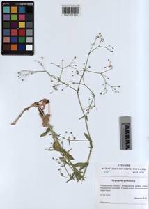 KUZ 004 298, Gypsophila perfoliata L., Siberia, Altai & Sayany Mountains (S2) (Russia)