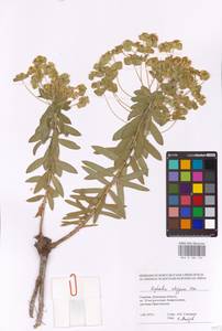 Euphorbia stepposa Zoz ex Prokh., Eastern Europe, South Ukrainian region (E12) (Ukraine)