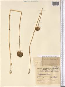 Allium fetisowii Regel, Middle Asia, Middle Asia (no precise locality) (M0)
