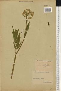 Sium latifolium L., Eastern Europe, Volga-Kama region (E7) (Russia)