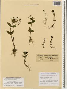 Veronica anagallis-aquatica L., Caucasus, North Ossetia, Ingushetia & Chechnya (K1c) (Russia)