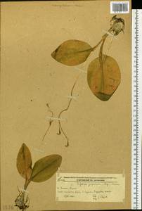 Liparis campylostalix Rchb.f., Siberia, Russian Far East (S6) (Russia)