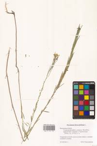 Erysimum odoratum Ehrh., Eastern Europe, Central region (E4) (Russia)