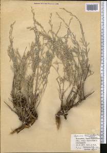 Artemisia juncea Kar. & Kir., Middle Asia, Dzungarian Alatau & Tarbagatai (M5) (Kazakhstan)