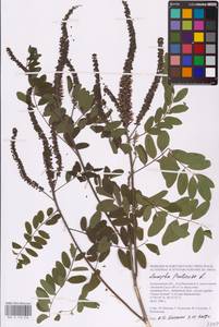 Amorpha fruticosa L., Eastern Europe, Lower Volga region (E9) (Russia)