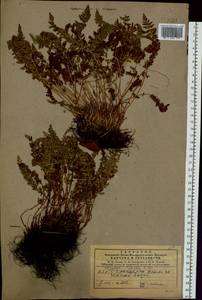 Woodsia ilvensis (L.) R. Br., Siberia, Central Siberia (S3) (Russia)