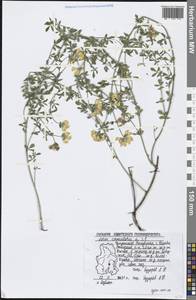 Lotus corniculatus L., Eastern Europe, Volga-Kama region (E7) (Russia)