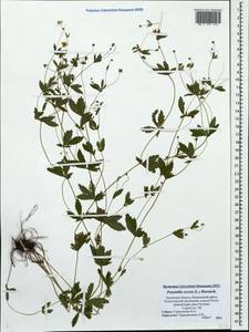 Potentilla erecta (L.) Raeusch., Eastern Europe, North-Western region (E2) (Russia)