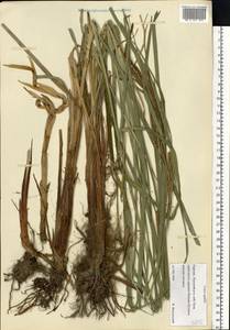 Carex aquatilis Wahlenb., Eastern Europe, Northern region (E1) (Russia)