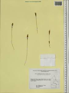Gentianopsis detonsa (Rottb.) Ma, Siberia, Russian Far East (S6) (Russia)