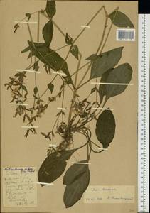 Silene dioica subsp. dioica, Eastern Europe, Moscow region (E4a) (Russia)