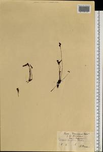 Drosera × anglica Huds., Eastern Europe, Eastern region (E10) (Russia)
