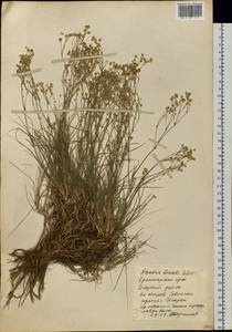 Eremogone saxatilis (L.) lkonn., Siberia, Central Siberia (S3) (Russia)