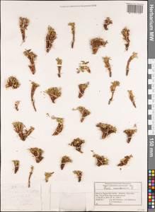 Seseli montanum L., Africa (AFR) (Morocco)