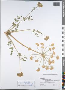 Zosima absinthifolia (Vent.) Link, Middle Asia, Kopet Dag, Badkhyz, Small & Great Balkhan (M1) (Turkmenistan)