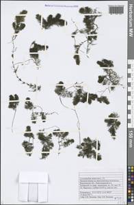 Ceratophyllum demersum L., Eastern Europe, Central forest-and-steppe region (E6) (Russia)