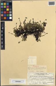 Eritrichium villosum var. micranthum Kuvaev, Siberia, Central Siberia (S3) (Russia)