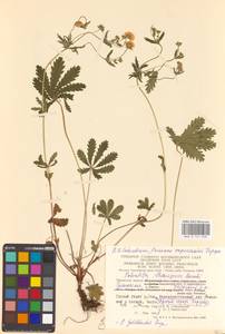 Potentilla thuringiaca Bernh. ex Link, Eastern Europe, Central region (E4) (Russia)