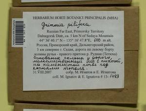 Grimmia pilifera P. Beauv., Bryophytes, Bryophytes - Russian Far East (excl. Chukotka & Kamchatka) (B20) (Russia)