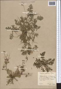 Erodium cicutarium (L.) L'Hér., Middle Asia, Kopet Dag, Badkhyz, Small & Great Balkhan (M1) (Turkmenistan)