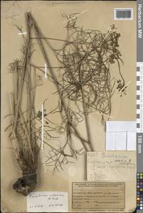 Peucedanum ruthenicum M. Bieb., Caucasus, Armenia (K5) (Armenia)