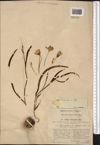 Tulipa turkestanica (Regel) Regel, Middle Asia, Pamir & Pamiro-Alai (M2) (Uzbekistan)