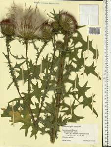 Cirsium vulgare (Savi) Ten., Eastern Europe, Western region (E3) (Russia)