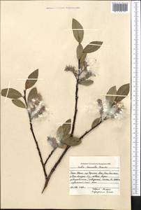 Salix arctica subsp. torulosa (Ledeb.) Hultén, Middle Asia, Northern & Central Tian Shan (M4) (Kyrgyzstan)