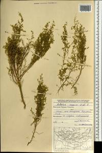 Artemisia scoparia Waldst. & Kit., Mongolia (MONG) (Mongolia)