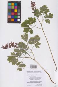 Corydalis cava (L.) Schweigg. & Körte, Eastern Europe, Central region (E4) (Russia)