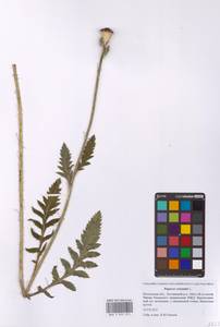 Papaver orientale L., Eastern Europe, Moscow region (E4a) (Russia)