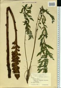 Orobanche elatior Sutton, Eastern Europe, Latvia (E2b) (Latvia)