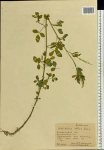 Melilotus albus Medik., Eastern Europe, West Ukrainian region (E13) (Ukraine)