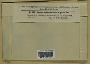 Ctenidium molluscum (Hedw.) Mitt., Bryophytes, Bryophytes - Western Europe (BEu) (Germany)