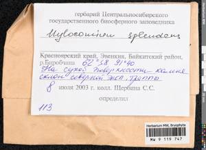 Hylocomium splendens (Hedw.) Schimp., Bryophytes, Bryophytes - Krasnoyarsk Krai, Tyva & Khakassia (B17) (Russia)