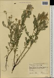 Oxytropis pilosa (L.) DC., Eastern Europe, North Ukrainian region (E11) (Ukraine)