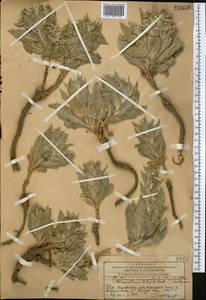 Cryptocodon monocephalus (Trautv.) Fed., Middle Asia, Western Tian Shan & Karatau (M3) (Kazakhstan)