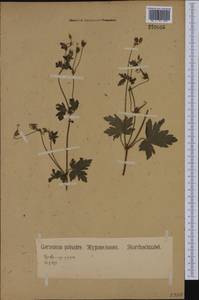 Geranium palustre L., Western Europe (EUR) (Germany)