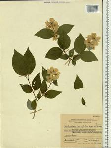 Philadelphus tenuifolius Rupr. & Maxim., Siberia, Russian Far East (S6) (Russia)