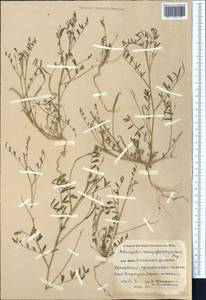 Astragalus campylorhynchus Fischer & C. A. Meyer, Middle Asia, Pamir & Pamiro-Alai (M2) (Kyrgyzstan)