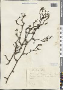 Smilax, South Asia, South Asia (Asia outside ex-Soviet states and Mongolia) (ASIA) (China)