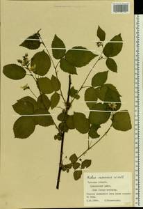 Rubus nessensis Hall, Eastern Europe, Central region (E4) (Russia)