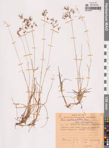 Poa lanata Scribn. & Merr., Siberia, Chukotka & Kamchatka (S7) (Russia)